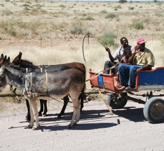 Foto Master Esperto per il turismo rurale e il rilancio del pastoralismo